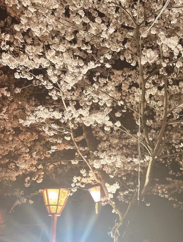 春日井市　外壁塗装　桜